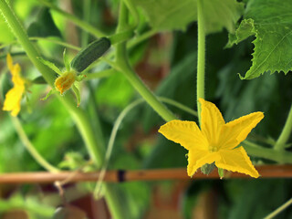 yellow blossom of cucumber with small young cucumber on trellis in the garden, close up of home growing vegetables