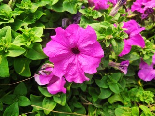 Here is a beautiful flowers in the garden . It shows the beauty of our nature of Bangladesh .