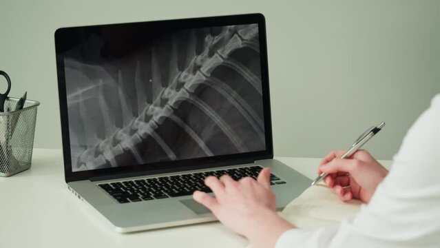 Doctor veterinarian examining horse skeleton roentgen on laptop computer. Woman vet analyzing animal bones x-ray close-up. Healthcare and medicine concept. 