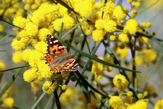 A colorful butterfly sits on a yellow flower