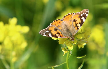 Fototapeta premium A colorful butterfly sits on a yellow flower