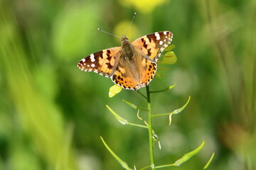 Fototapeta premium A colorful butterfly sits on a yellow flower