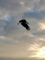 Silhouette of a bird stork flies against the background of the evening sky