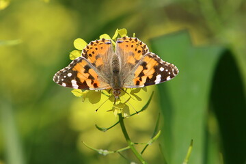 A colorful butterfly sits on a yellow flower