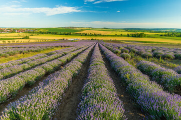 Plakat Lavender, farm, lavender farm, sun, summer, landscape, flowers