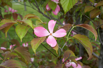 Cornus florida