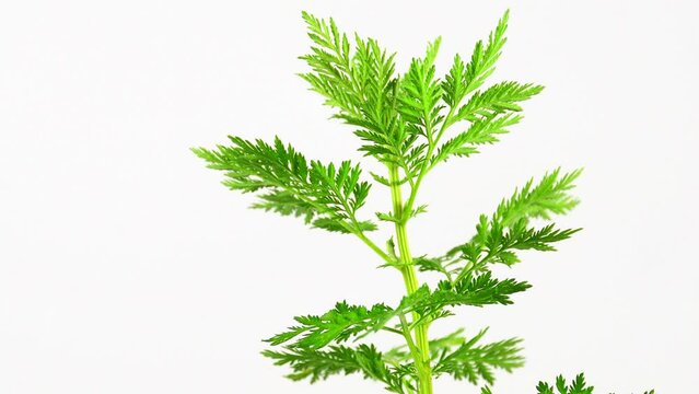sweet annie, chinese medicinal herb, fresh herb on a turn table