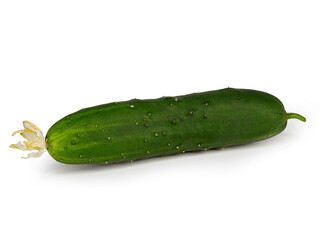 freshly harvested cucumber with a withered fruit blossom isolated on white background