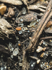 Soil Close-Up 3 | Macro