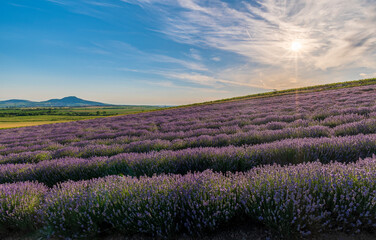 Obraz na płótnie Canvas Lavender, farm, lavender farm, sun, summer, landscape, flowers