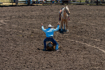 A rodeo cowboy in a white hat & blue shirt holds up his hands has completed  tying a calf's legs in...