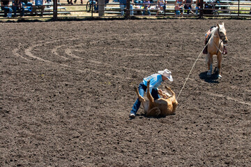 A rodeo cowboy in a white hat and blue shirt has a calf on the ground  is  tying its legs in a calf...