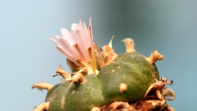
Peyote cactus with flower on turn table