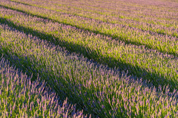 Lavender, farm, lavender farm, sun, summer, landscape, flowers