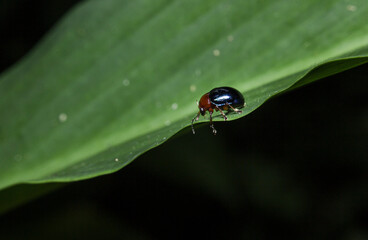 Plakat small dark blue beetle visible on the leaves