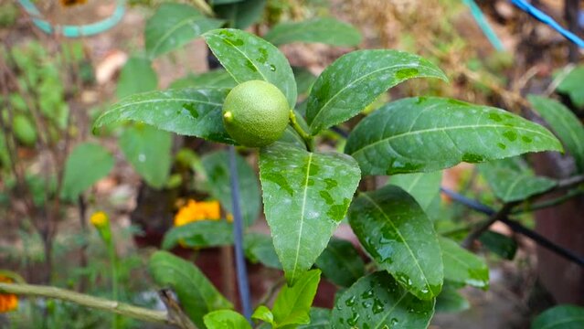 Djeruk limau commonly know as lime or lemon hanging on a tree in an Indian garden.