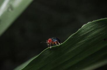 Fototapeta premium a beetle on a leaf on a dark background