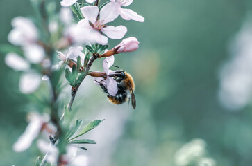 bee on a flower