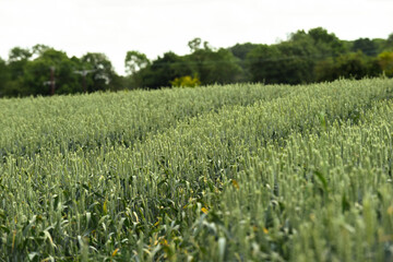 Fototapeta na wymiar Agricultural farm field with crops growing