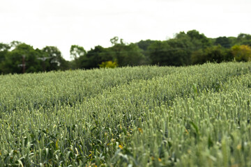 Agricultural farm field with crops growing