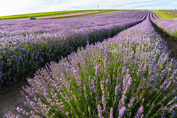 Obraz na płótnie Canvas Lavender, farm, lavender farm, sun, summer, landscape, flowers