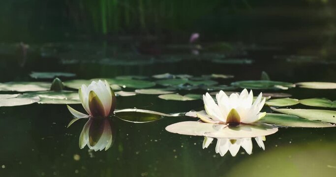 Beautiful white water lilies in sun light on nature green background, wild forest. Natural white lotus flower blooming in pond, lake, river water in sunny warm summer. Static waterlily buds 4k footage