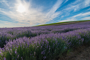 Naklejka na ściany i meble Lavender, farm, lavender farm, sun, summer, landscape, flowers