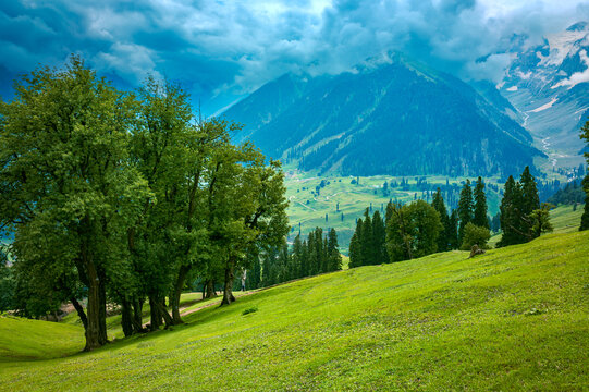 Landscape in the mountains. Panoramic view from the top of Sonmarg, Kashmir valley in the Himalayan region. Serene meadows, alpine trees, and wildflowers on the trails of Great Laks of Kashmir Trek.