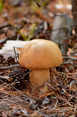 mushroom in the forest