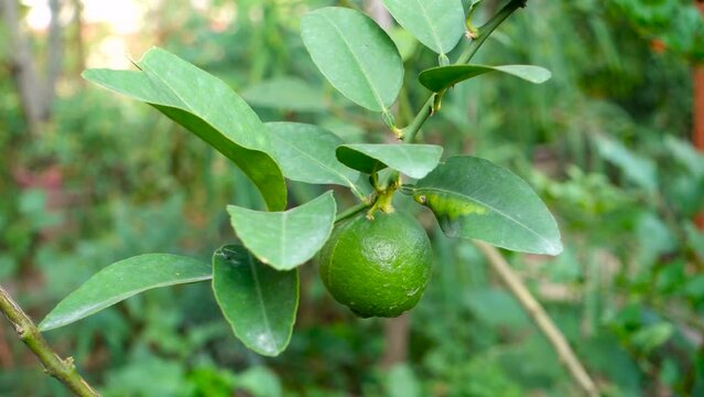 Djeruk limau commonly know as lime or lemon hanging on a tree in an Indian garden.