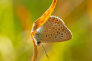 Butterfly Polyommatus Icarus which sits on a curved grass