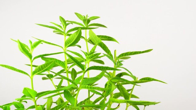 Lemon verbena on a turn table
