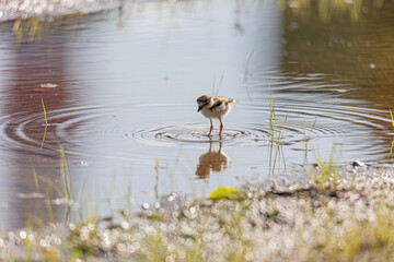 little ringed ploved