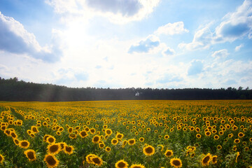 Sonnenblumenfeld - Sunflower - Field - Ecology - High quality photo