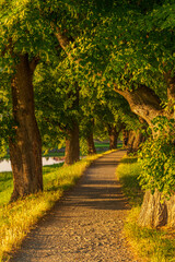 River, sunset, summer, trees, iron bridge