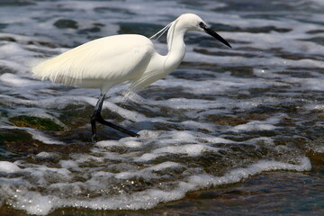White heron fishing on the shores of the Mediterranean Sea