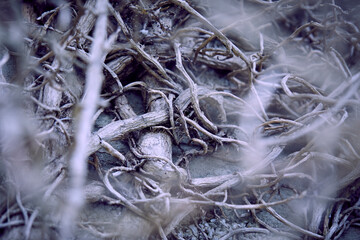 branches of plant on old wall