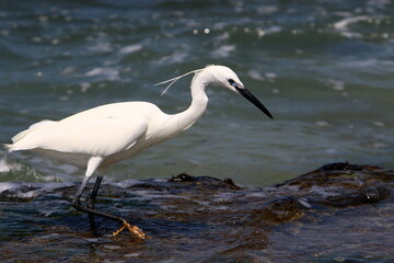 White heron fishing on the shores of the Mediterranean Sea