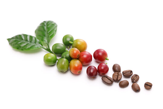 coffee cherry beans and leaves