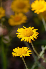 Macrophotographie de fleur sauvage - Anthémis des teinturiers - Anthemis tinctoria