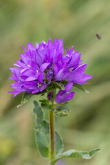 Macrophotographie de fleur sauvage - Campanule à fleurs agglomérées - Campanula glomerata