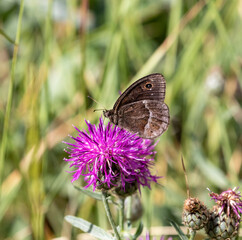 Macrophotographie d'un papillon - Grande coronide - Satyrus ferula