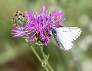 Macrophotographie d'un papillon - Gazé - Aporia crataegi