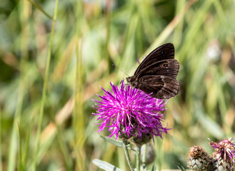 Macrophotographie d'un papillon - Grande coronide - Satyrus ferula