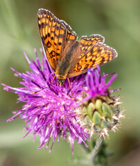 Macrophotographie d'un papillon - Mélitée des centaurées - Melitaea phoebe