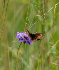 Macrophotographie d'un papillon - Moiré lancéolé - Erebia alberganus