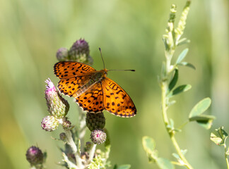 Macrophotographie d'un papillon - Nacré de la ronce - Brenthis daphne