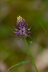 Macrophotographie de fleur sauvage - Raiponce bleue - Phyteuma nigrum