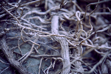branches of plant on old wall