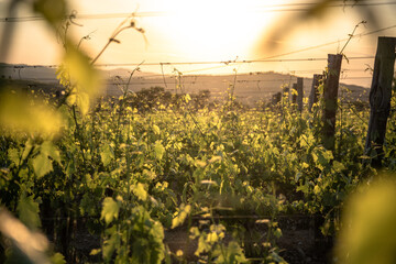 sunset over the vineyards in spring against the light
